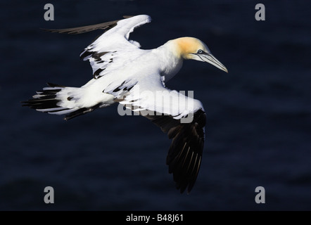 Basstoepel Basstölpel Morus Bassanus früher Sula Bassana Stockfoto