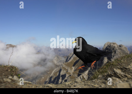 Alpendohle Alpine Alpenkrähe Pyrrhocorax pyrrhocorax Stockfoto