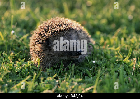 Europäische Igel Stockfoto