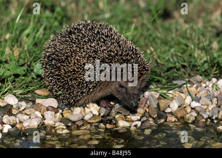 Europäische Igel Stockfoto