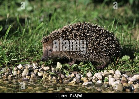 Europäische Igel Stockfoto