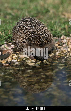 Europäische Igel Stockfoto