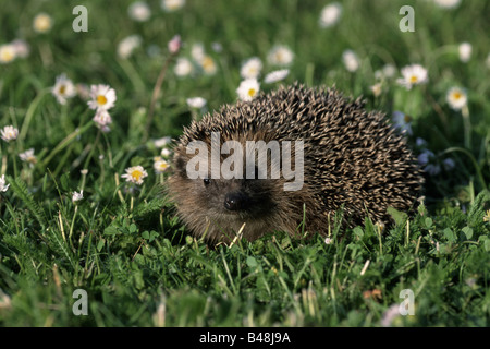 Europäische Igel Stockfoto