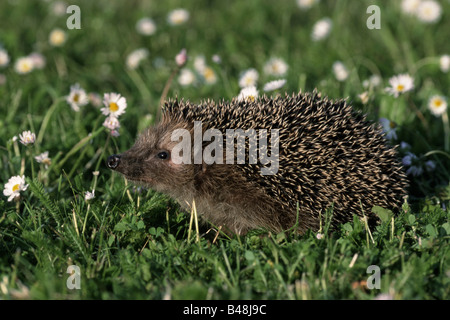 Europäische Igel Stockfoto