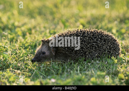 Europäische Igel Stockfoto