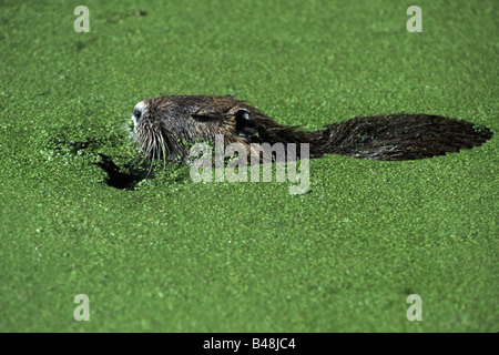 Nutrias Biber brummeln Nutria Sumpfbiber Camargue Suedfrankreich Stockfoto