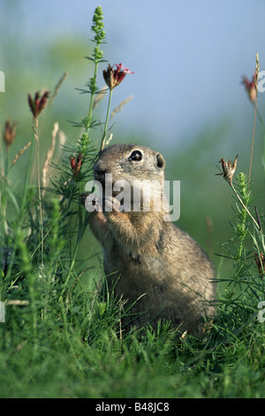 Europaeisches Ziesel europäischen Zieselmaus Spermophilus citellus Stockfoto