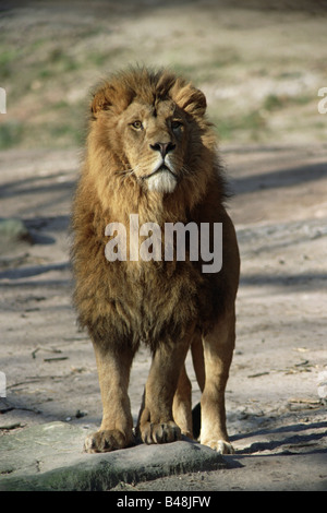 Asiatische Löwen Asiatische Loewen Loewe Löwen Asien Leo Stockfoto