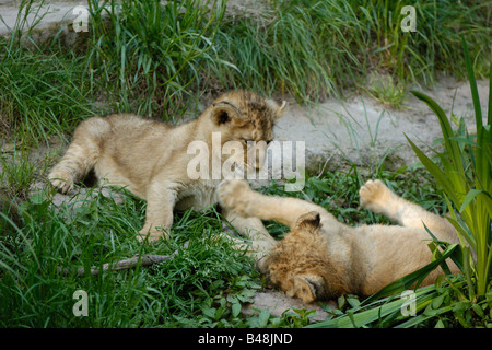 Spielende Junge Asiatische Loewen asiatischen Löwenbabys verspielt Stockfoto