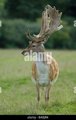 Damhirsch Damwild Cervus dama Stockfoto