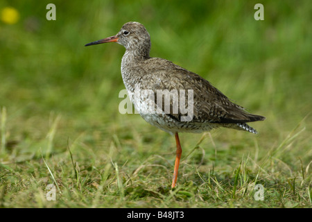 Rotschenkel gemeinsame Rotschenkel Tringa totanus Stockfoto