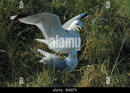 gemeinsamen Möwe auf der Insel Texel Niederlande Stockfoto