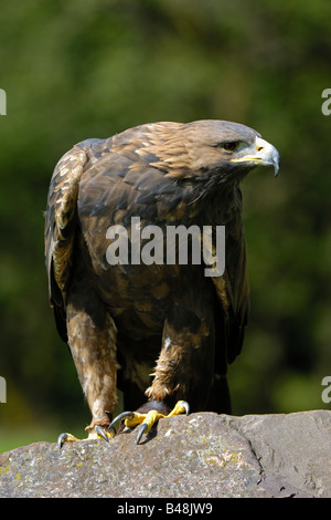 Steinadler Steinadler Aquila chrysaetos Stockfoto