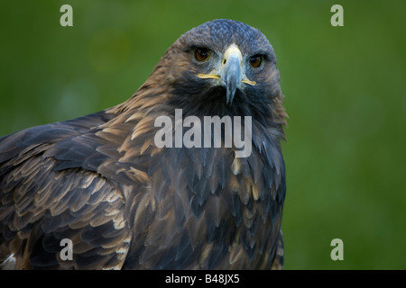 Steinadler Steinadler Aquila chrysaetos Stockfoto