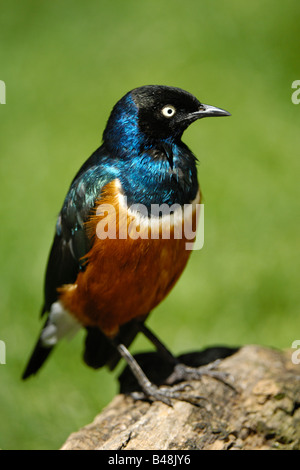 Dreifarben Glanzstar Superb Starling Glanzstare superbus Stockfoto