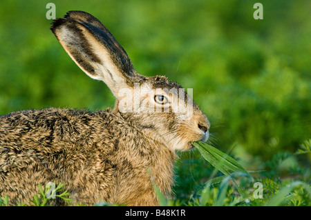 Europaeischer Feldhase Lepus Europaeus Europäische Feldhase Stockfoto