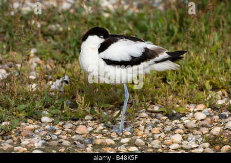 Saebelschnaebler pied Avocet Recurvirostra avosetta Stockfoto