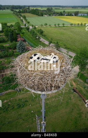 Weißstorch, eingebettet in ein Nest in 26 Meter Höhe Küken Youngster suchen sechs von oben das Nest Deutschland Stockfoto