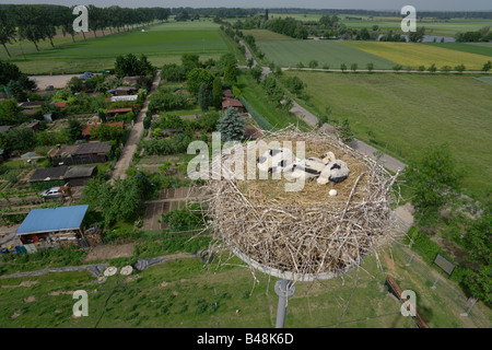 Weißstorch, eingebettet in ein Nest in 26 Meter Höhe Küken Youngster suchen sechs von oben das Nest Deutschland Stockfoto