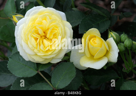 Floribunda Rose (Rosa SP.), Sorte: goldener Rand, Blüte und Knospe Stockfoto