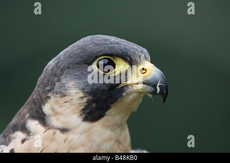 Wanderfalke Wanderfalken Falco peregrinus Stockfoto