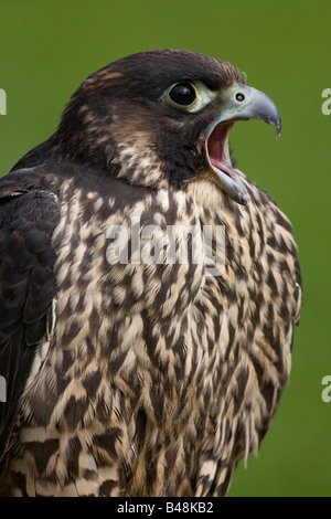 Wanderfalke Wanderfalken Falco peregrinus Stockfoto