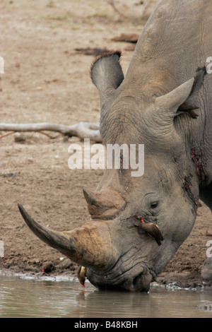 Breitmaulnashorn Ceratotherium Simum Breitmaulnashorn Mkozi NP Südafrika Suedafrika Stockfoto