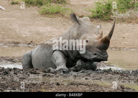 Breitmaulnashorn Ceratotherium Simum Breitmaulnashorn Mkozi NP Südafrika Suedafrika Stockfoto