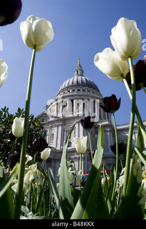 Geringe Aussicht auf St. Pauls Cathedral durch Tulpen Stockfoto