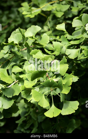 Blätter des Baumes tausend, Ginkgo Biloba, Ginkgoaceae, Süd-Ost-China Stockfoto