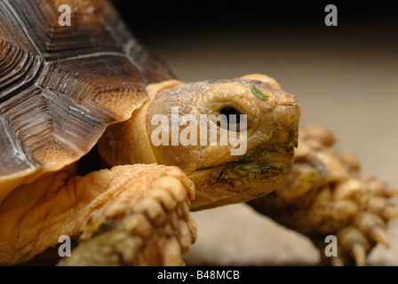 Nahaufnahme eines Haustieres Schildkröte, afrikanische angespornt oder Thighed Sporn, Schildkröte Geochelone Sulcata. Stockfoto