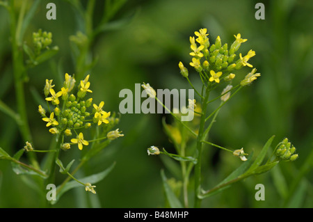 Bigseed falsche Flachs, wilden Flachs (Camelina Sativa), Blüte Stockfoto