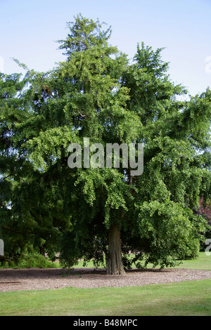 Tausend-Baum, Ginkgo Biloba, Ginkgoaceae, Süd-Ost-China Stockfoto