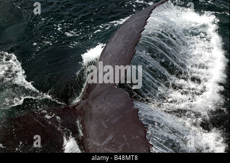 Close-up Schuss Wasser streaming die Heckflossen von einem Buckel-Wale abseits der Stellwagen Bank National Marine Sanctuary, Cape Cod Stockfoto