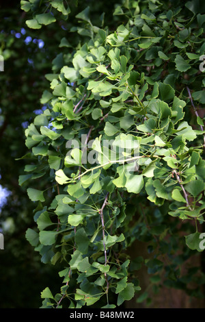 Blätter des Baumes tausend, Ginkgo Biloba, Ginkgoaceae, Süd-Ost-China Stockfoto