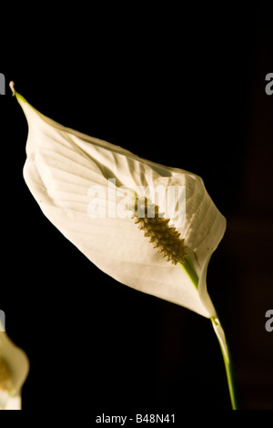 Sonnenlicht auf einen eleganten weißen Anthurium sind die wahren, gelben Blüten auf den zentralen Spike oder spandix Stockfoto