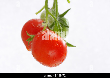 Tomaten in Wassertropfen vor einem weißen Hintergrund bedeckt Pflanzenstängel hängend Stockfoto