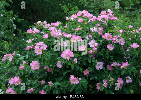 Gallica-Rose (Rosa Gallica), Sorte: Complicata, Blüte Stockfoto