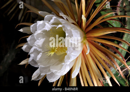 Nahaufnahme der Blüte des Königin-von-der-Nacht-Kaktus Stockfoto