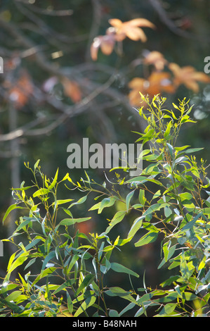 Neue Eukalyptus Blätter Hintergrundbeleuchtung von der Morgensonne in einem Garten/Park-Ambiente.  Ein Liquidamber in der Ferne ist im späten Herbst Farbe Stockfoto