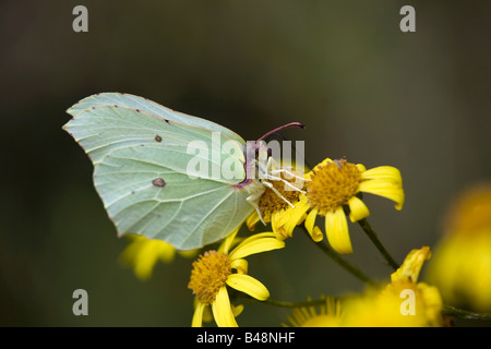 Brimstone Schmetterling Gonepteryx Rhamni weibliche Fütterung Stockfoto