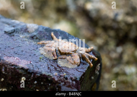 Breite krallenbewehrten Porzellan Krabbe via platycheles Stockfoto