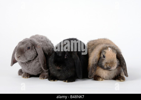 Niederlande Lop eared Zwergkaninchen schwarz und japanische 11 Wochen und Rex Lop eared Zwerg Kaninchen 14 Wochen lila Hauskaninchen Stockfoto