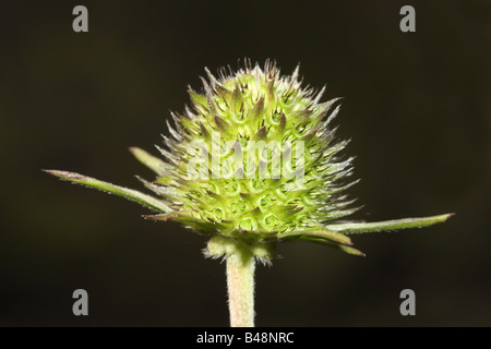 Devils Bit Witwenblume Succisa Pratensis Saatgut Kopf obere Teesdale UK Stockfoto