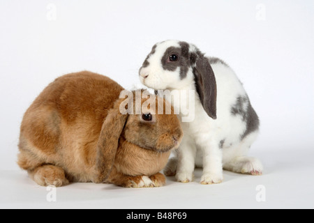 Rex Lop eared Zwergkaninchen lila weiß und Apricot 14 und 17 Wochen Hauskaninchen Stockfoto