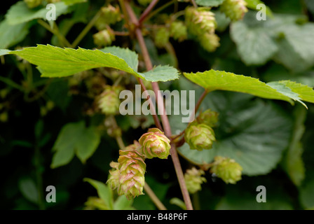 Weibliche Hopfenblumen Humulus lupulus, Wales, Großbritannien. Stockfoto