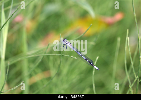 Eine männliche blau schmal geflügelte oder gemeinsame Blue Damselfly (Enallagma Cyathigerum) Stockfoto