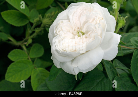 Damaszener Rose (Rosa X damascena), Sorte: Madame Hardy, Blumen Stockfoto