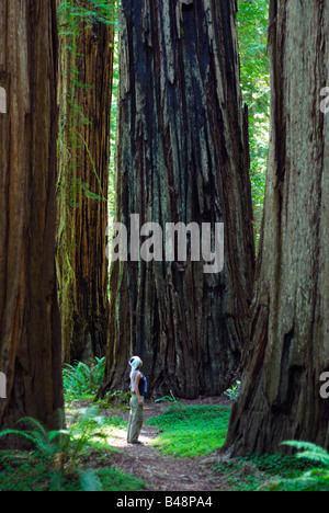 Touristischen stehen unter Mammutbäume in Stout Grove, Jedediah Smith Redwoods State Park, Del Norte County, Kalifornien, USA Stockfoto