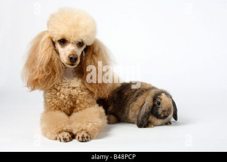 Miniatur Pudel Apricot und Niederlande Lop eared Zwerg Kaninchen 11 Wochen Hauskaninchen Stockfoto